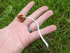 Conocybe deliquescens