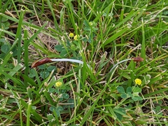 Conocybe deliquescens