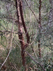 Lysicarpus angustifolius