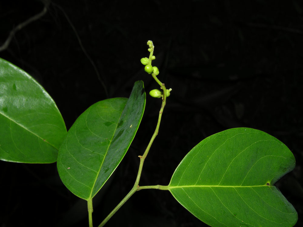 Lepidobotryaceae