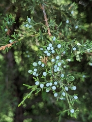 Juniperus virginiana