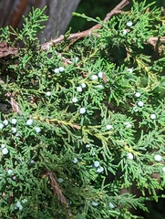 Juniperus virginiana