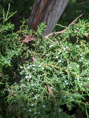 Juniperus virginiana