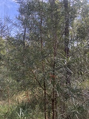 Lysicarpus angustifolius