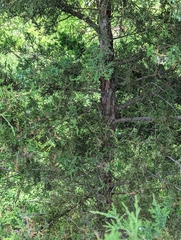 Juniperus virginiana