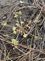 Claytonia rubra rubra