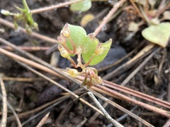 Claytonia rubra rubra