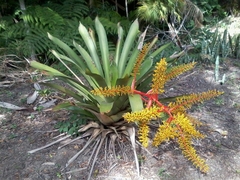 Aechmea ramosa