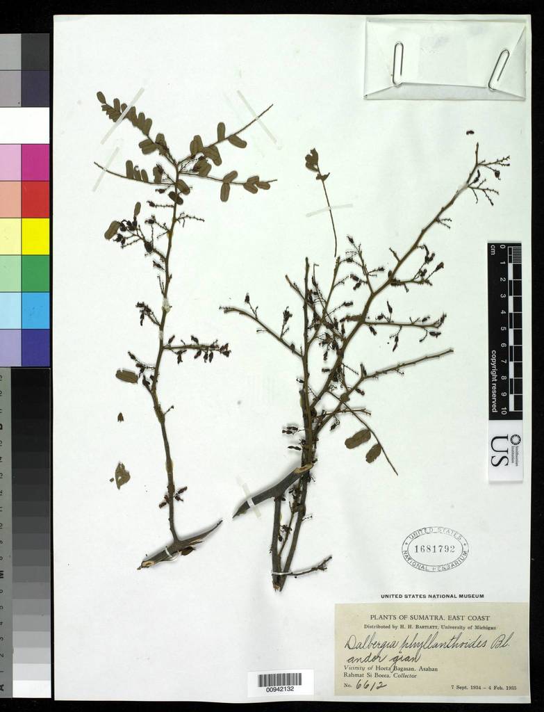 Dalbergia junghuhnii
