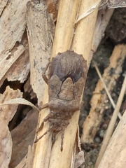 Eumenotes pacao