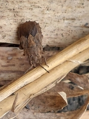 Eumenotes pacao