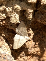 Sterrhinae