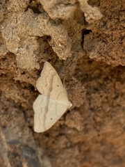 Sterrhinae