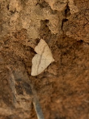 Sterrhinae