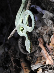 Craspedocephalus gramineus