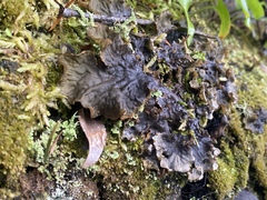 Peltigera degenii