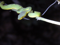 Craspedocephalus gramineus