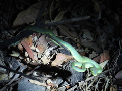 Craspedocephalus gramineus