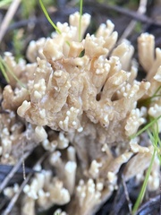 Ramaria lorithamnus