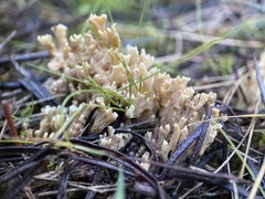 Ramaria lorithamnus