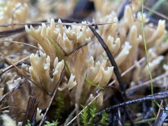 Ramaria lorithamnus