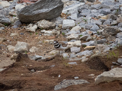 Charadrius vociferus