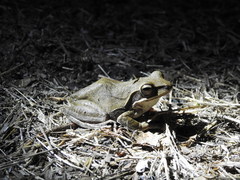 Polypedates maculatus