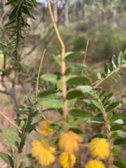 Acacia leichhardtii