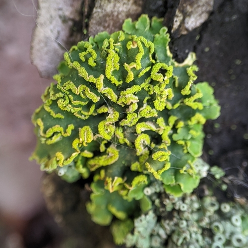 Powdery Sunburst Lichen