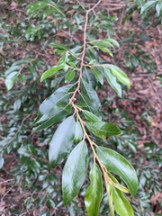 Petalostigma