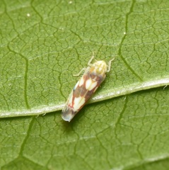 Erythroneura elegans