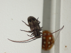 Exocentrus adspersus