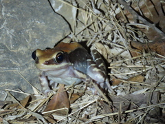 Hydrophylax bahuvistara