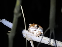 Polypedates maculatus