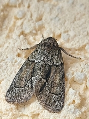 Cryphia fraudatricula