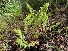 Sedum stenopetalum