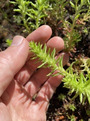 Sedum stenopetalum