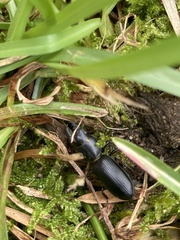 Scarites terricola pacificus