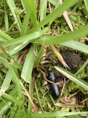 Scarites terricola pacificus