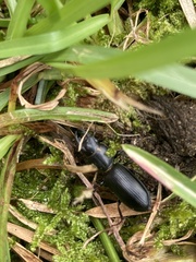 Scarites terricola pacificus