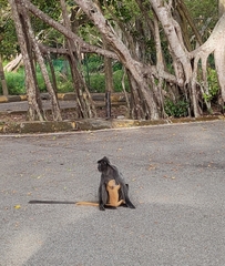 Trachypithecus selangorensis