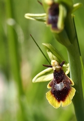 Ophrys insectifera subinsectifera