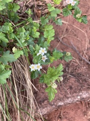 Physocarpus monogynus