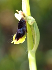 Ophrys insectifera subinsectifera