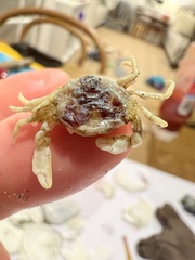 Nepinnotheres