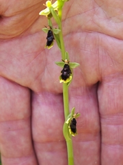 Ophrys insectifera subinsectifera