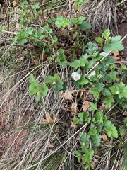 Physocarpus monogynus