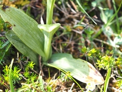 Ophrys insectifera subinsectifera