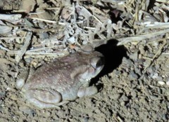 Duttaphrynus melanostictus