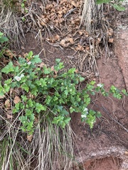 Physocarpus monogynus